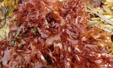 Dulse (Palmaria palmata) used as human food